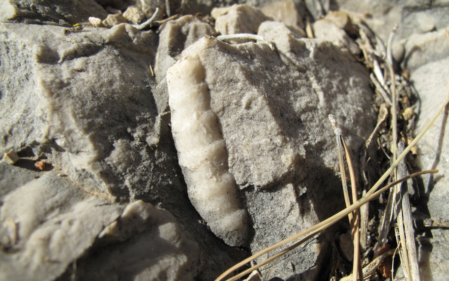 Bivalvi Megalodontidi?